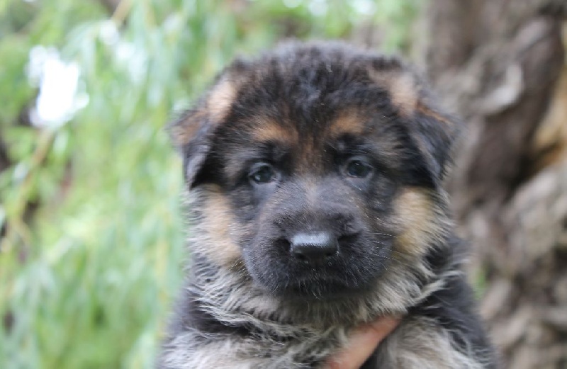 Des Terres D'Eau - Berger Allemand - Portée née le 30/04/2014