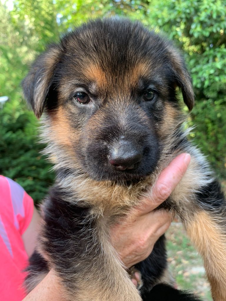 Des Terres D'Eau - Chiots disponibles - Berger Allemand