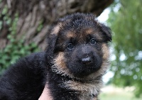 CHIOT