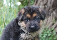 CHIOT